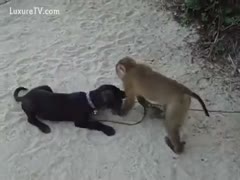 Cute non-professional zoo fetish movie featuring a monkey trying to mount a dog